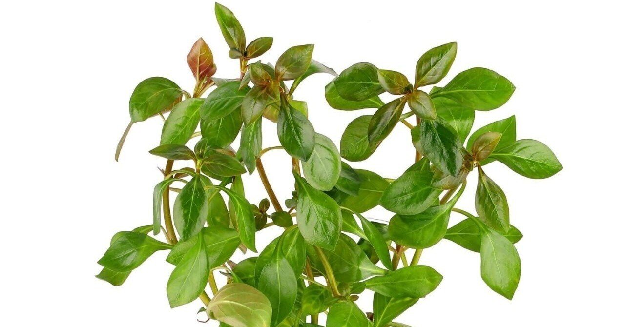 ルドウィジア アトランティス ダークオレンジ｜アクアモノグラフ情報