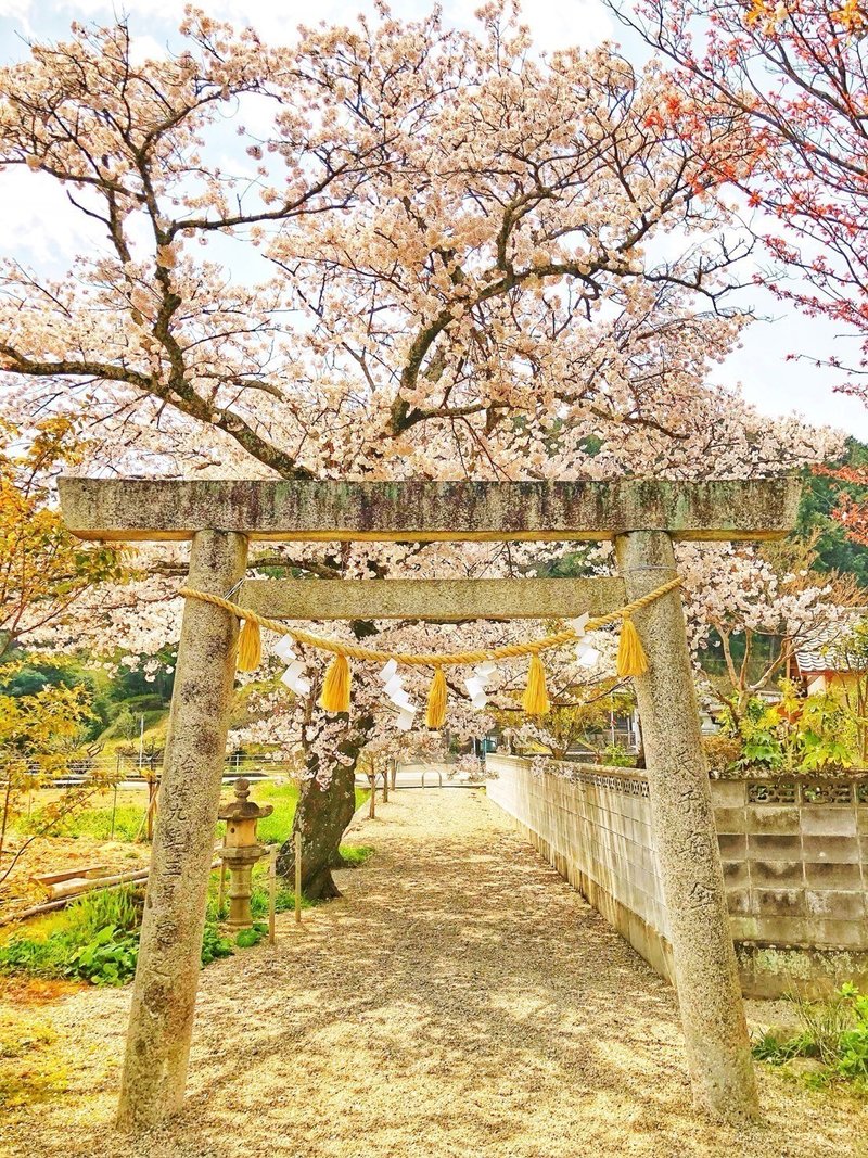 桜コレクション