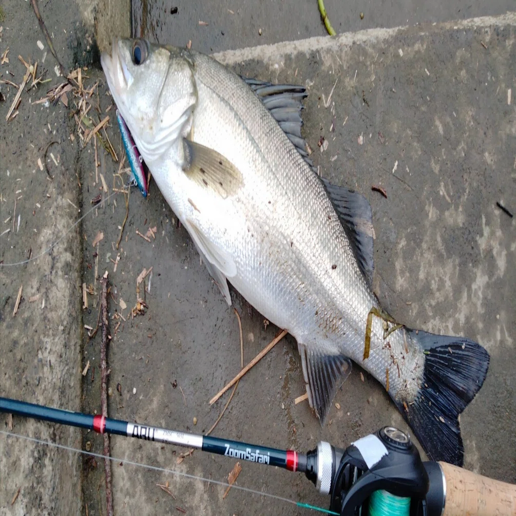 昨年末の釣り まとめ｜拶双魚(さっぱ)