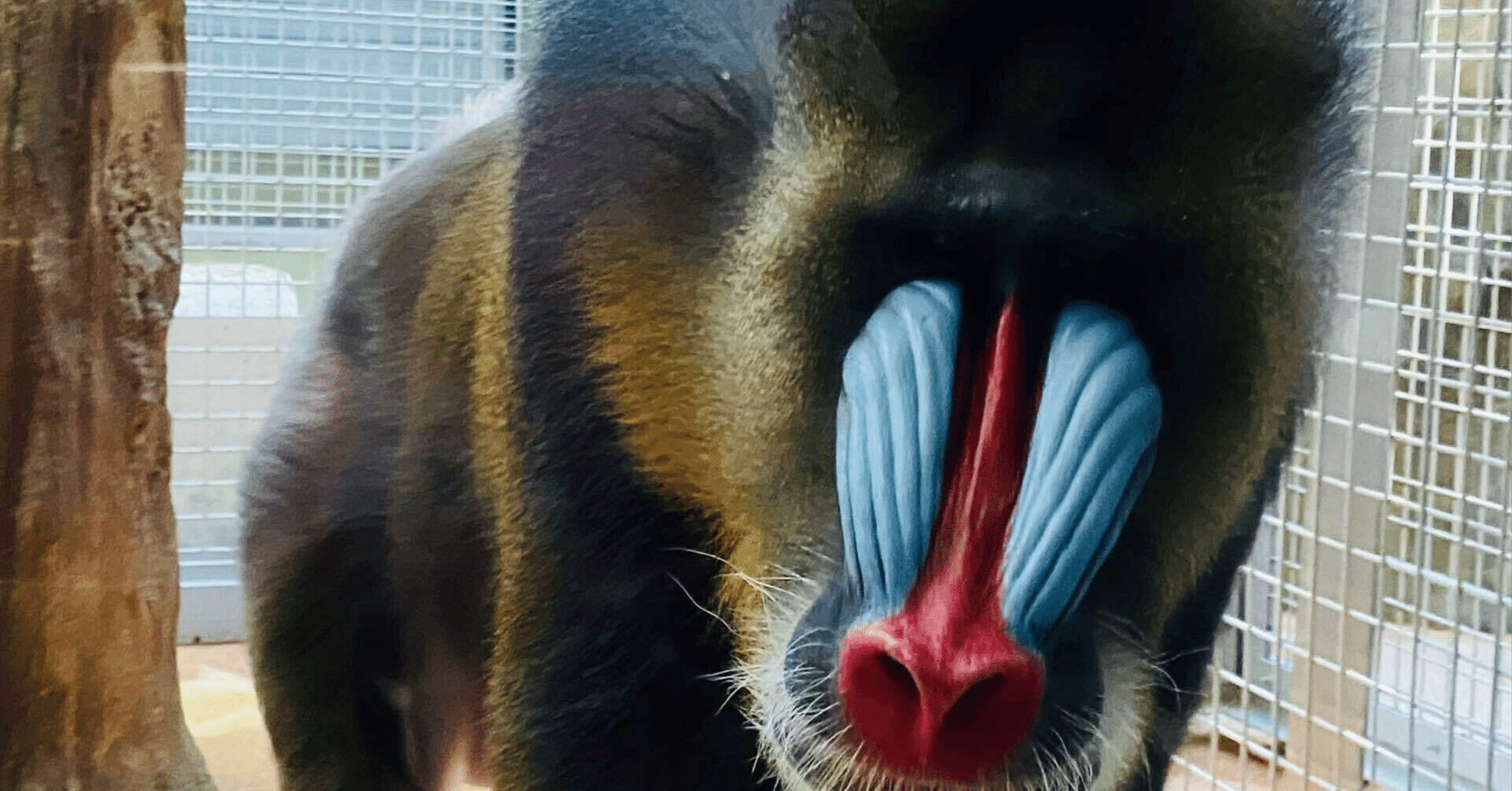 映画ライオンキング・ムファサから学ぶ｜角田 智寛@合同会社TecH-X代表