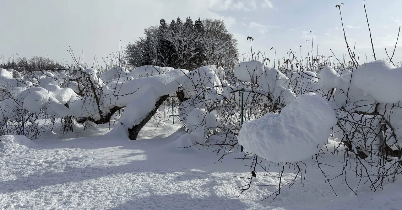 りんごの木 雪害｜じん しょう