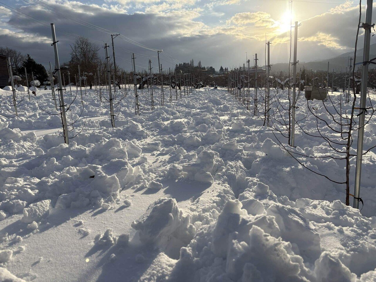 りんごの木 雪害｜じん しょう
