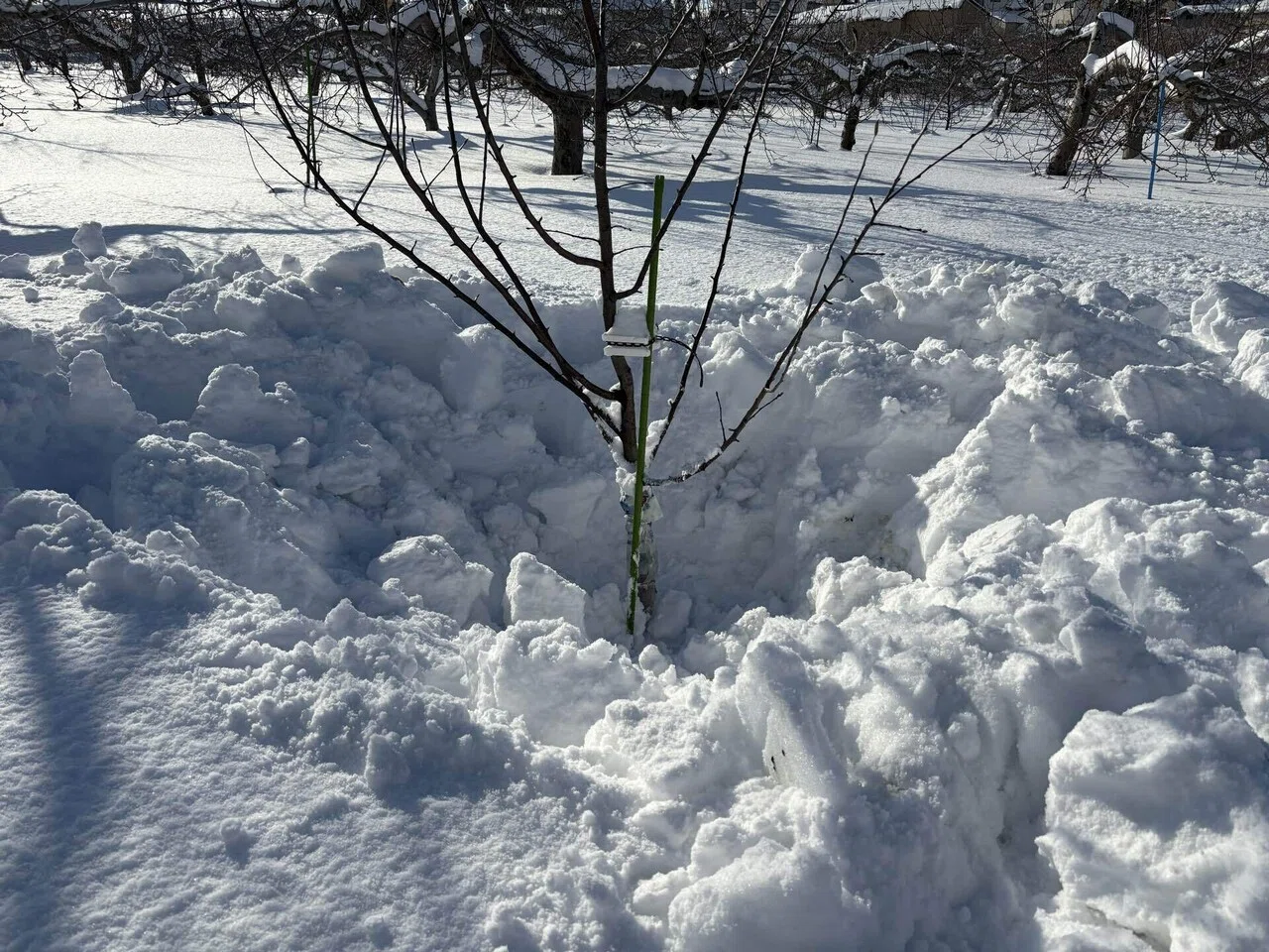 葉雪 りんごの木 雪害｜じん しょう