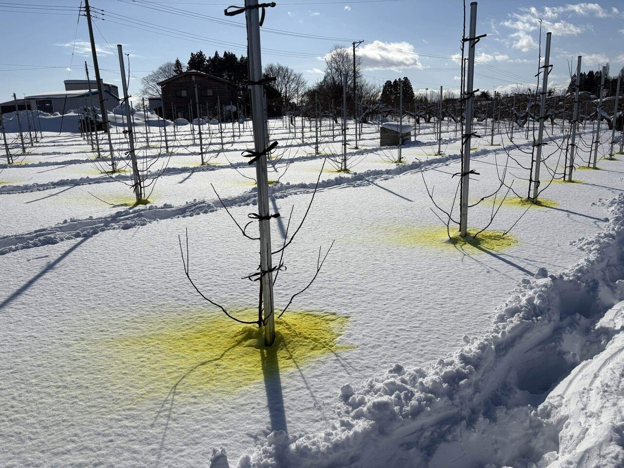 りんごの木 雪害｜じん しょう