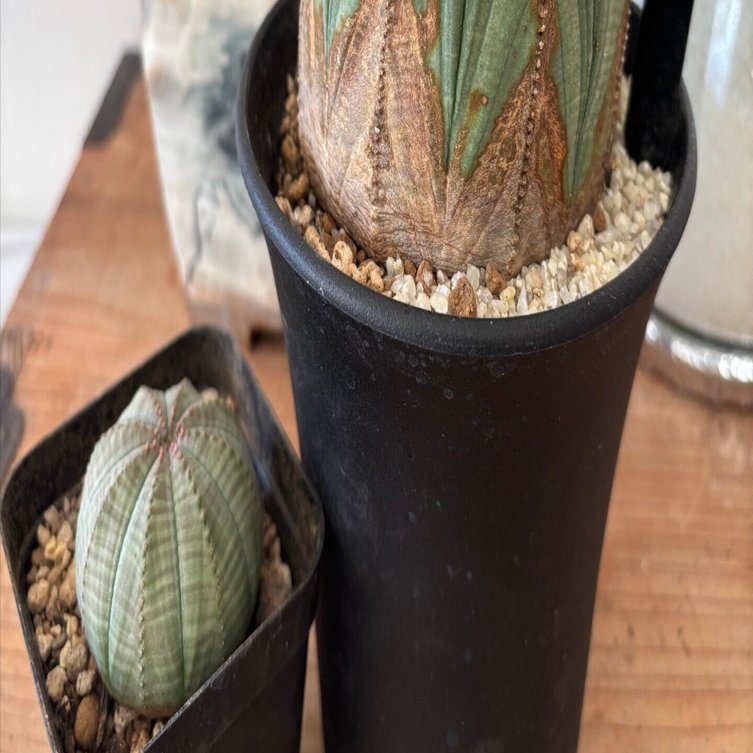 記録]オベサ21の成長記録（白い斜めさん＞友人宅へ）｜園芸バタフライ