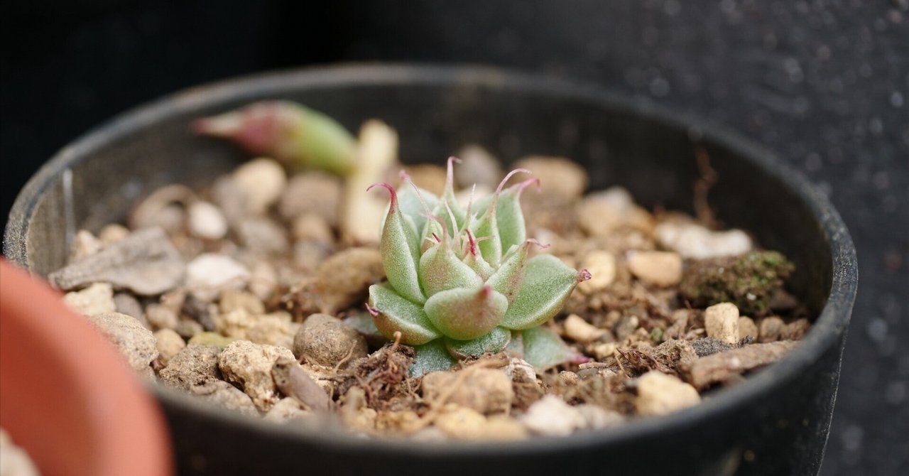 多肉植物は冬でも植え替えていいですか？→わからないけど私はやって