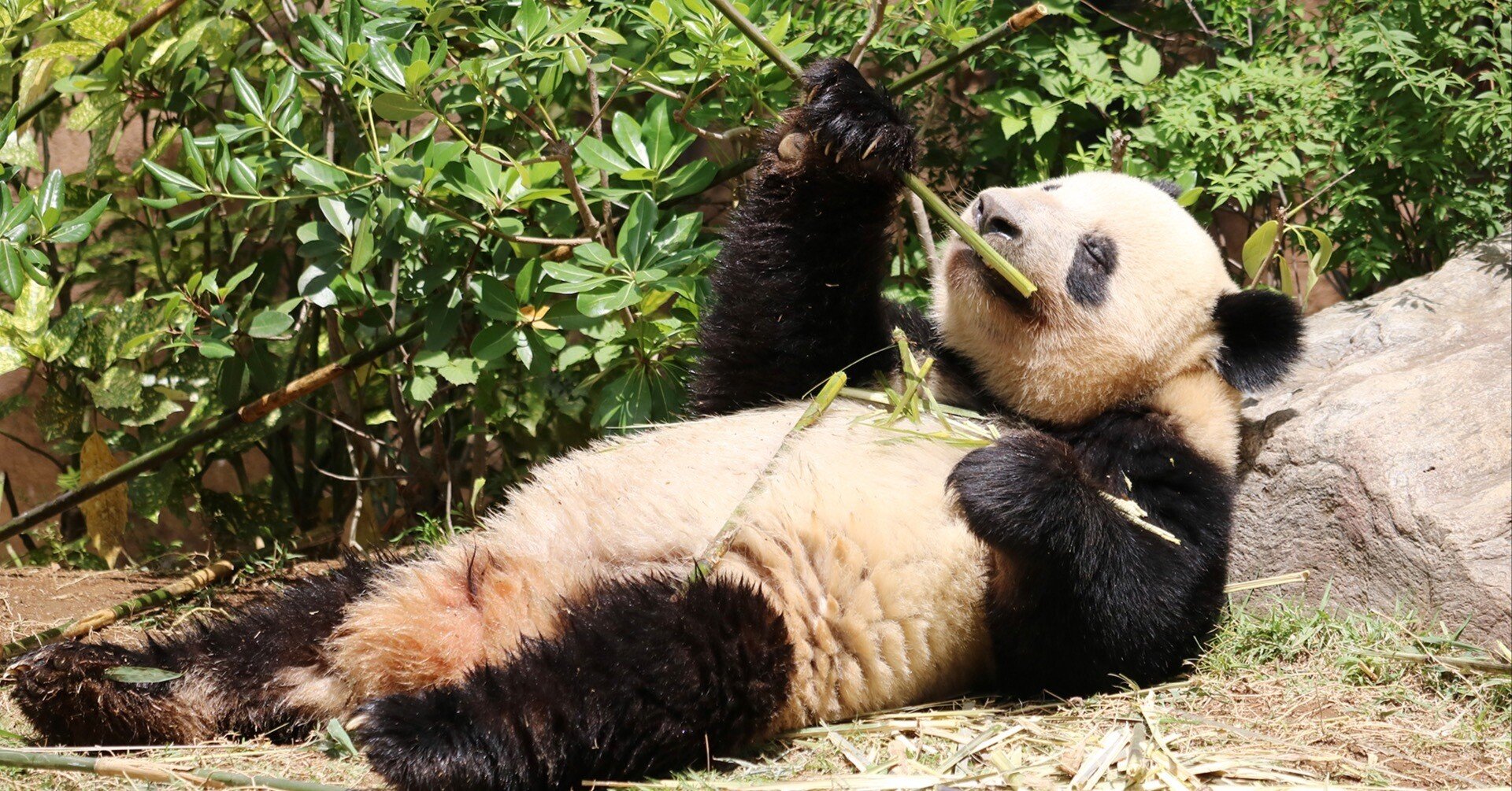 パンダのnoteが生まれた理由（後編）｜二木繁美／パンダライター