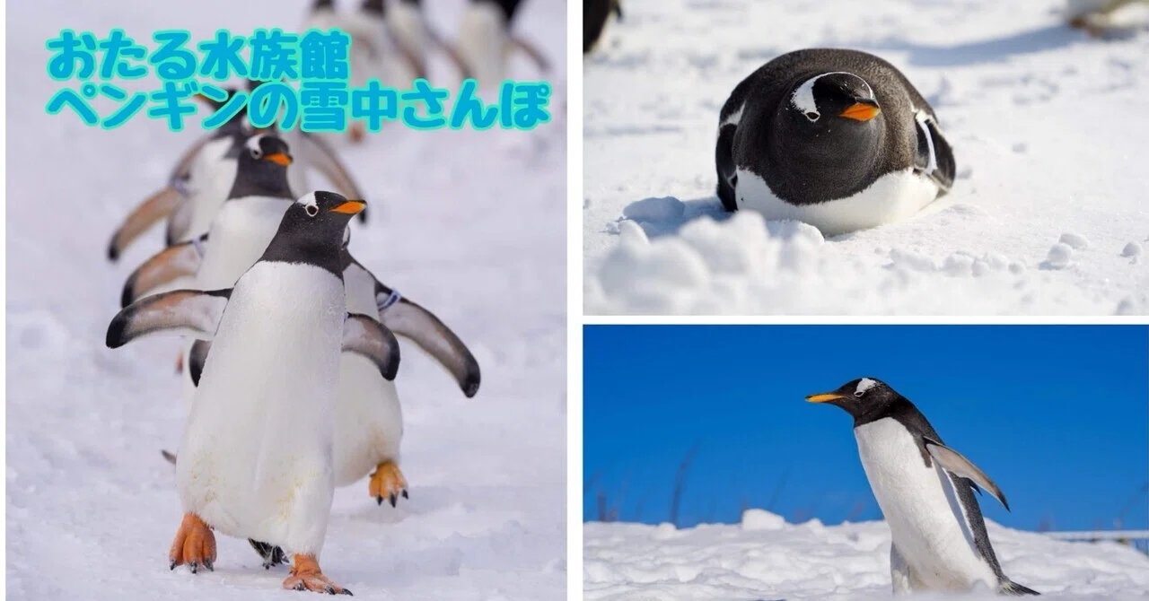 氷ペンギン雪 Lonely Penguin