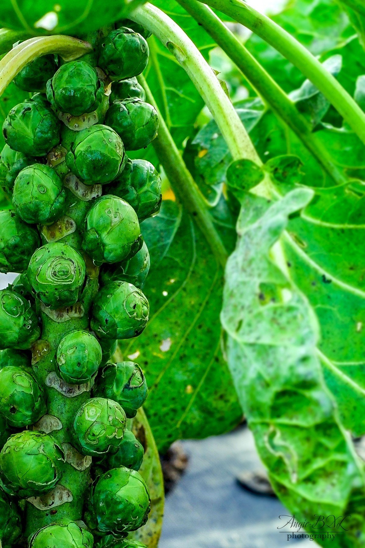 旬の野菜 Angie Bxl Note