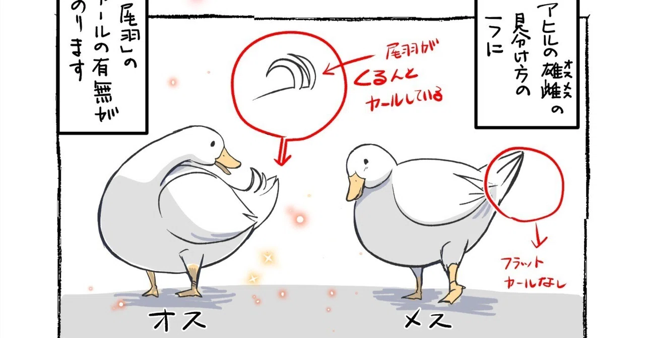 アヒルの雄雌の見分け方?|赤井びん
