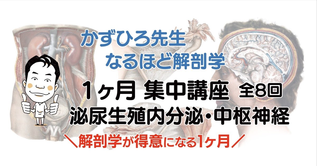 解剖学1ヶ月集中講座 全8回（泌尿器、生殖器、内分泌 ＆ 中枢
