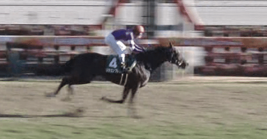 シンザン　昭和40年天皇賞 競馬パネル 日刊スポーツ ◎シンザン 第52回天皇賞・優勝し、ファン…：時代を駆け抜けた