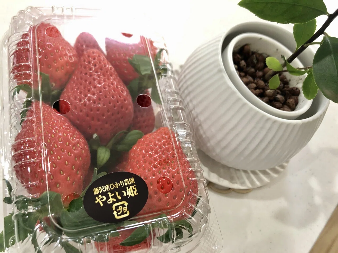 農家直送 やよいひめ苗 いちご苗 10株 (農家直送 やよいひめ苗 農家直送 やよいひめ苗 いちご苗 10株 (農家直送 やよいひめ苗