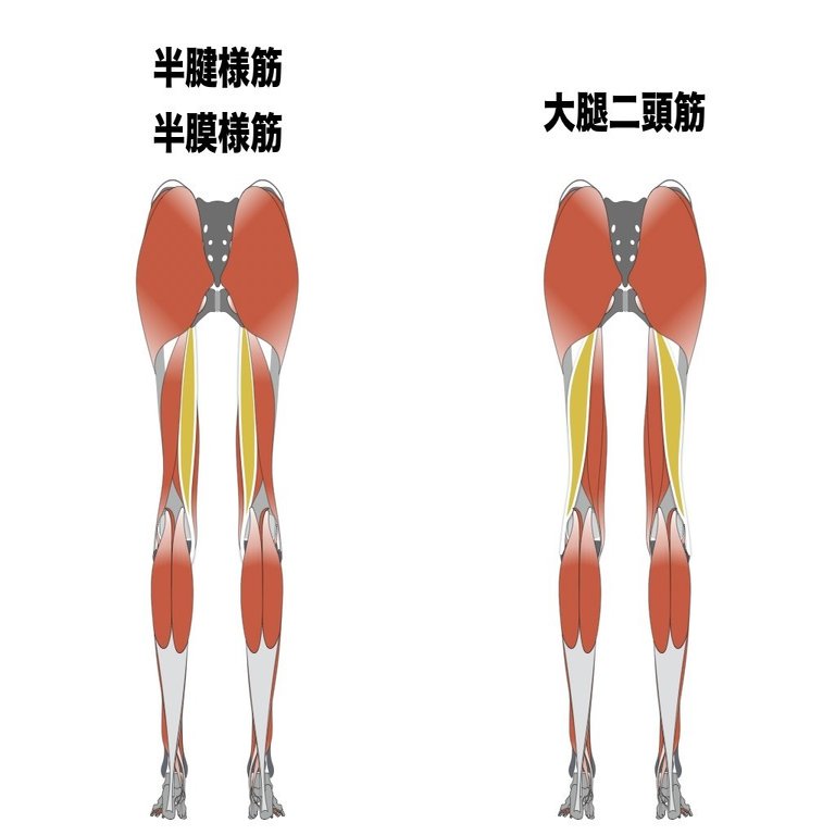 ハムストリングス肉離れの理学療法 アスレティックリハビリテーション 平 純一朗 理学療法士 アスレティックトレーナーnote Note