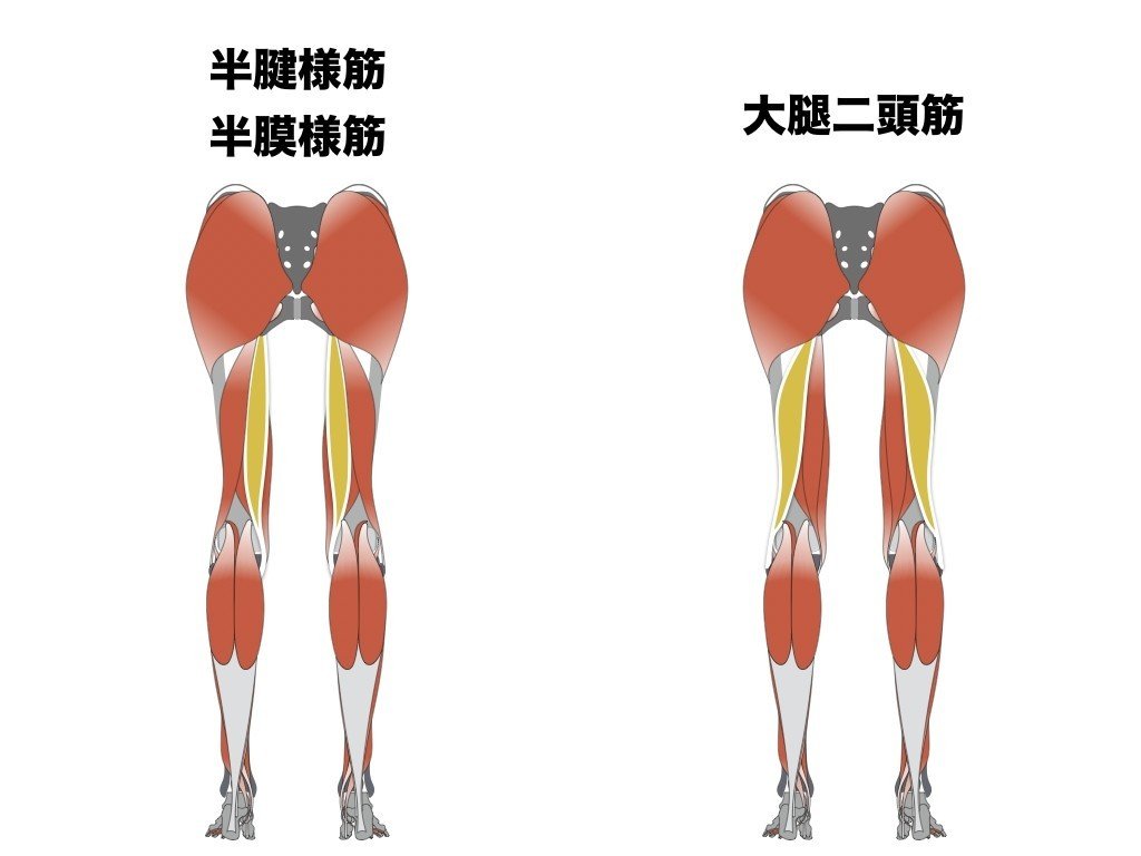 ハムストリングス肉離れの理学療法 アスレティックリハビリテーション 平 純一朗 理学療法士 アスレティックトレーナーnote Note ハムストリングス肉離れの理学療法 アスレティックリハビリテーション 平 純一朗 理学療法士 アスレティックトレーナーnote Note
