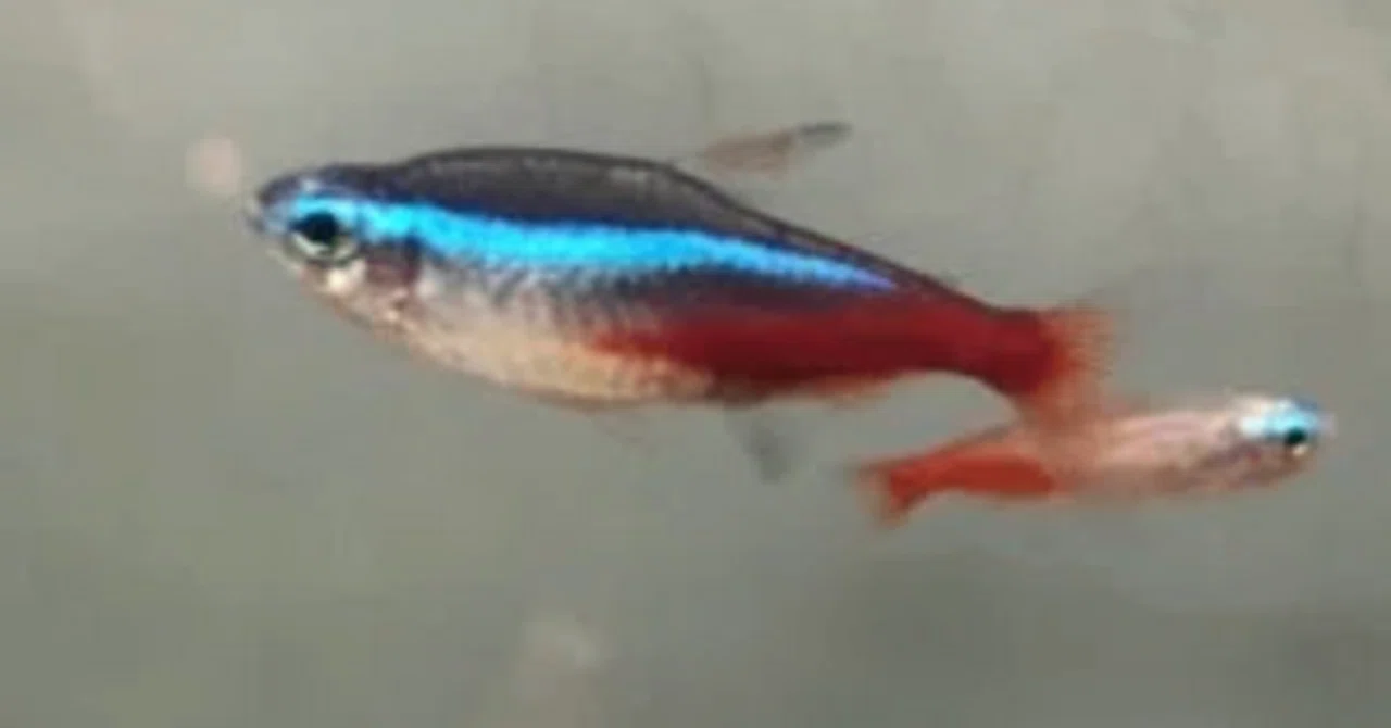 ネオンテトラ（Paracheirodon innesi）の改良品種についてまとめました 