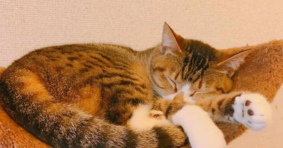 あたたかい言葉たち 05 なごわみ Note