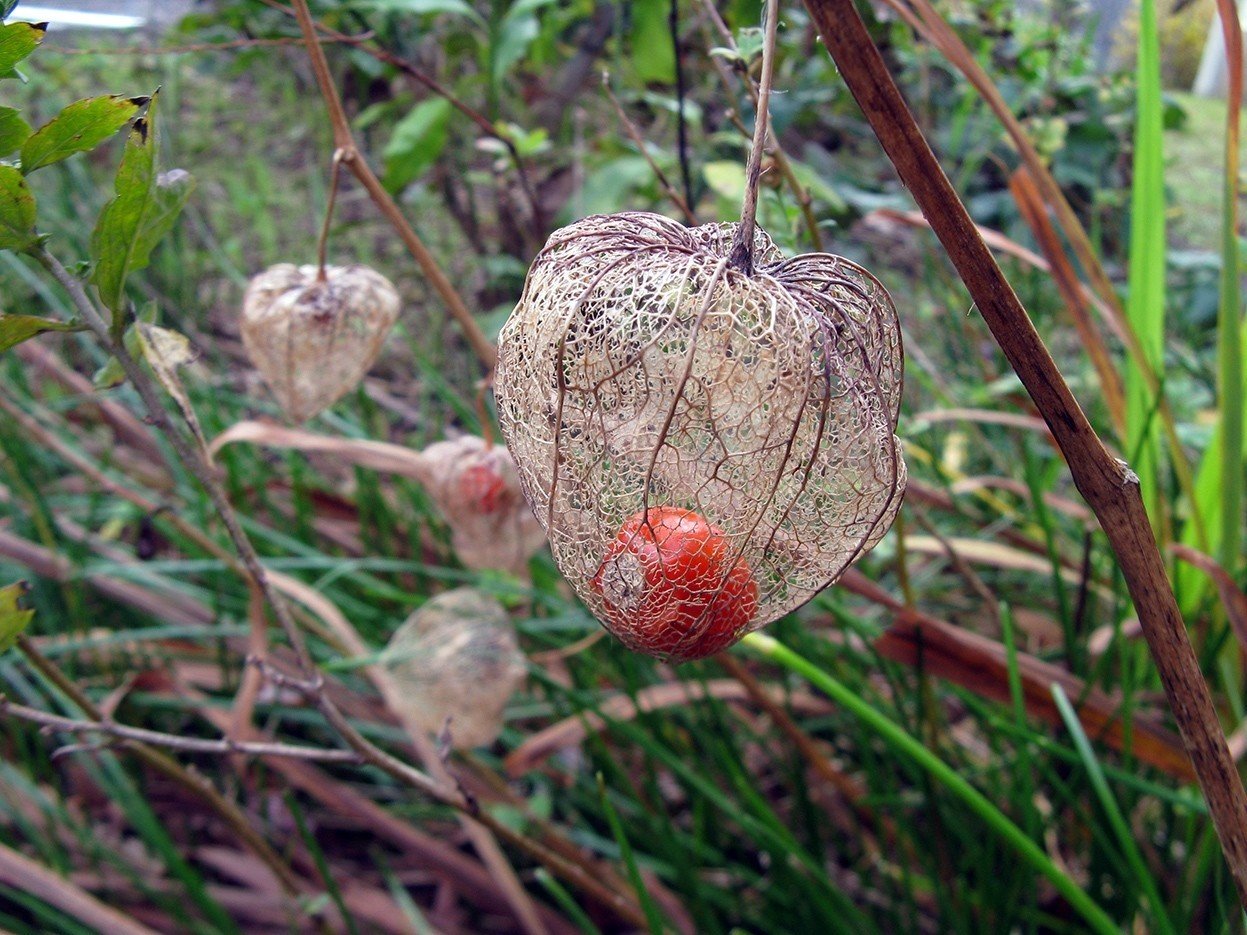 冬に咲く桜と 冬の鬼灯 海丸ミチ Note 冬に咲く桜と 冬の鬼灯 海丸ミチ Note