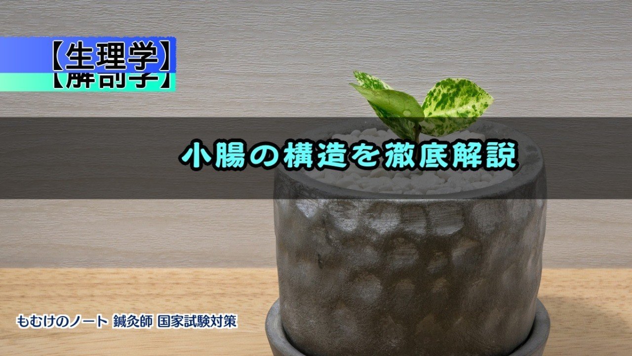 解剖学 生理学 パイエル板って何 小腸の構造を徹底解説 森元塾 国家試験対策 Note 解剖学 生理学 パイエル板って何 小腸の構造を徹底解説 森元塾 国家試験対策 Note