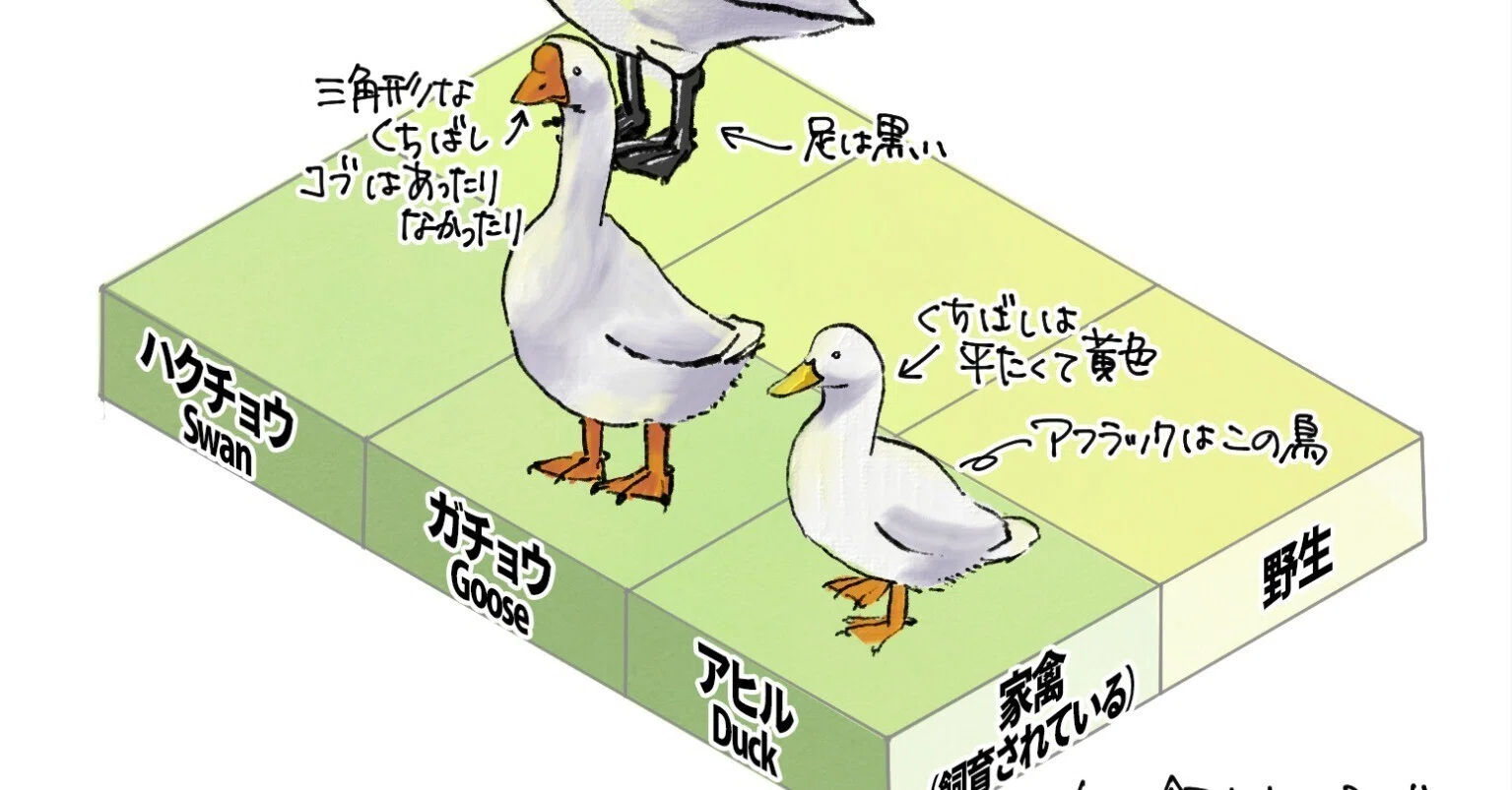 アヒル、ガチョウ、ハクチョウの違い｜くますけ｜自然ガイド・クリエイター