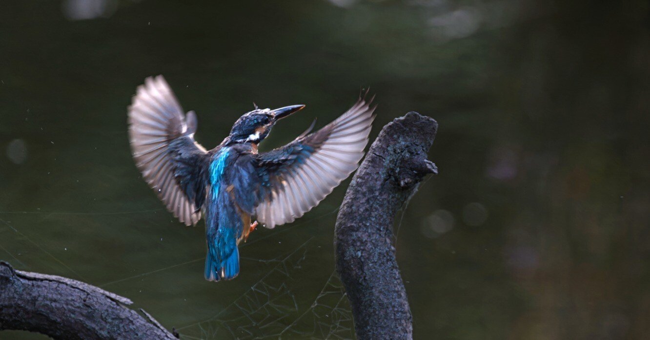 必読！！】X-H2S裏ワザ集｜カスマ