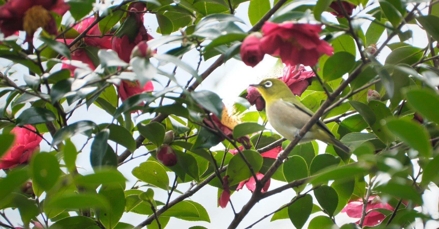 花と鳥 3b6dda3354ef5da66a993cdc7668a3