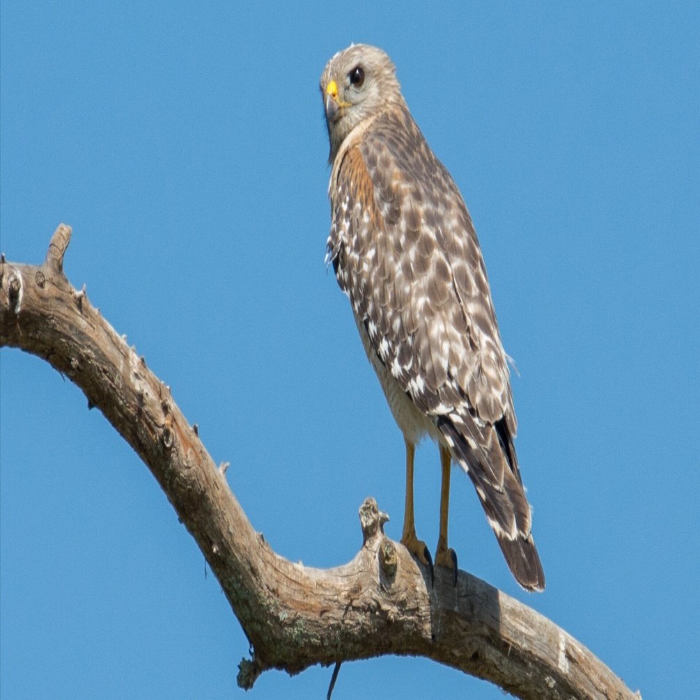 祝開店！大放出セール開催中 シカゴでバードウォッチング！】 Red-shouldered Hawk 置物