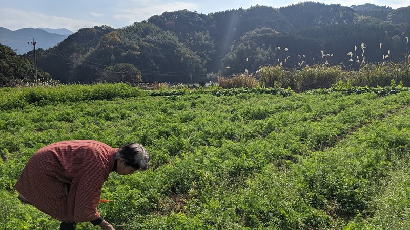 おばあちゃんのまかないメシ 熊本編 山口祐加 自炊料理家 Note おばあちゃんのまかないメシ 熊本編 山口祐加 自炊料理家 Note