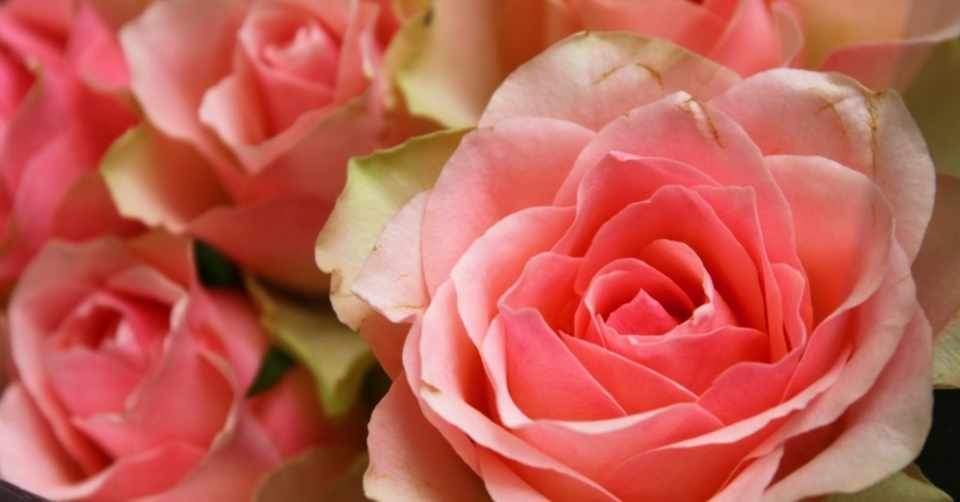 優しさにお返しはいらない 碧猫 Note