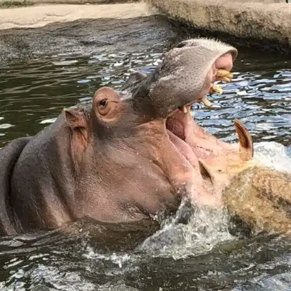 hippo(ヒッポ)｜note