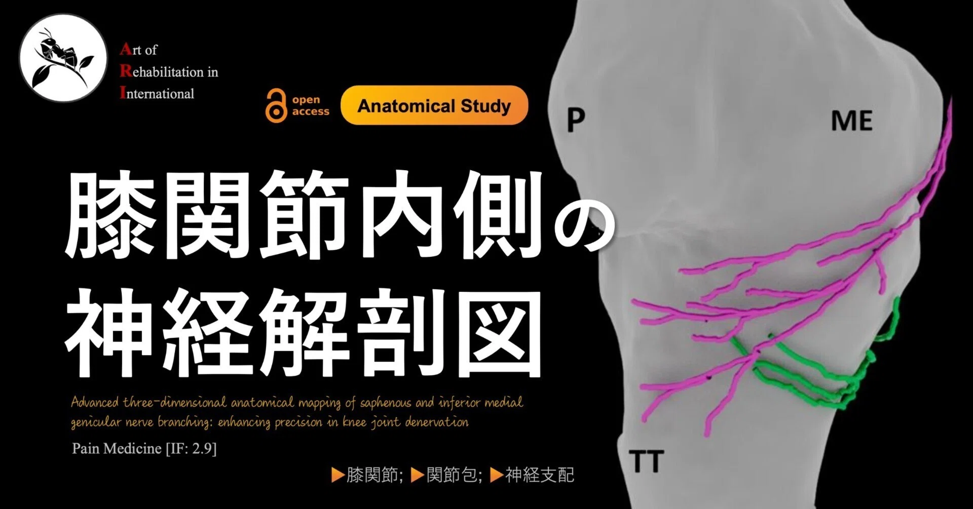 膝関節内側の神経解剖図｜Super Human | 理学療法士／保健学博士 Ph.D.
