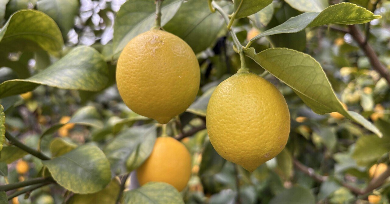 和歌山県紀の川市「藤井の里くらぶ」で援農体験した話②｜SOYSAUCEMAN