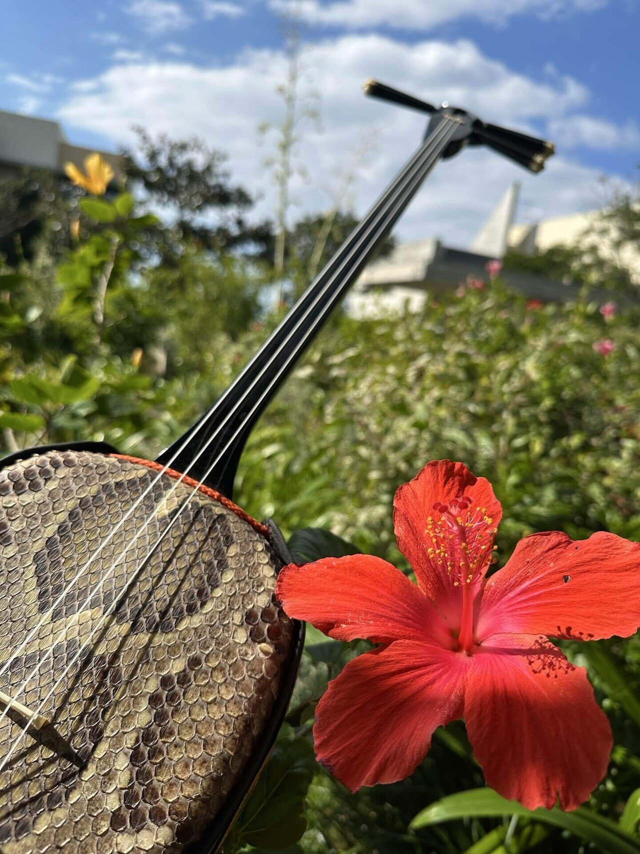 三線物語 ①】私に咲いた「三線の花」｜Hugo ｜星野リゾート