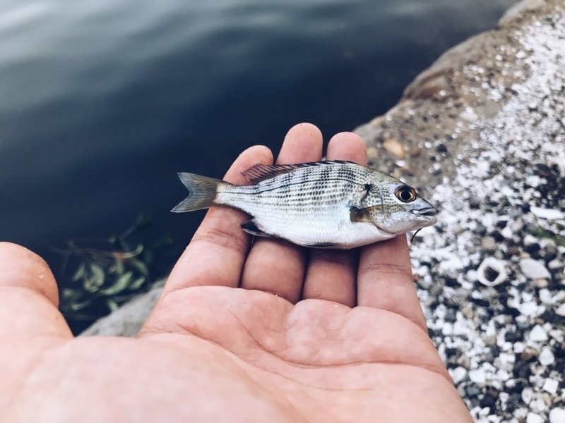 船橋港でハゼ釣りを楽しむのだ ヤマナカ Note