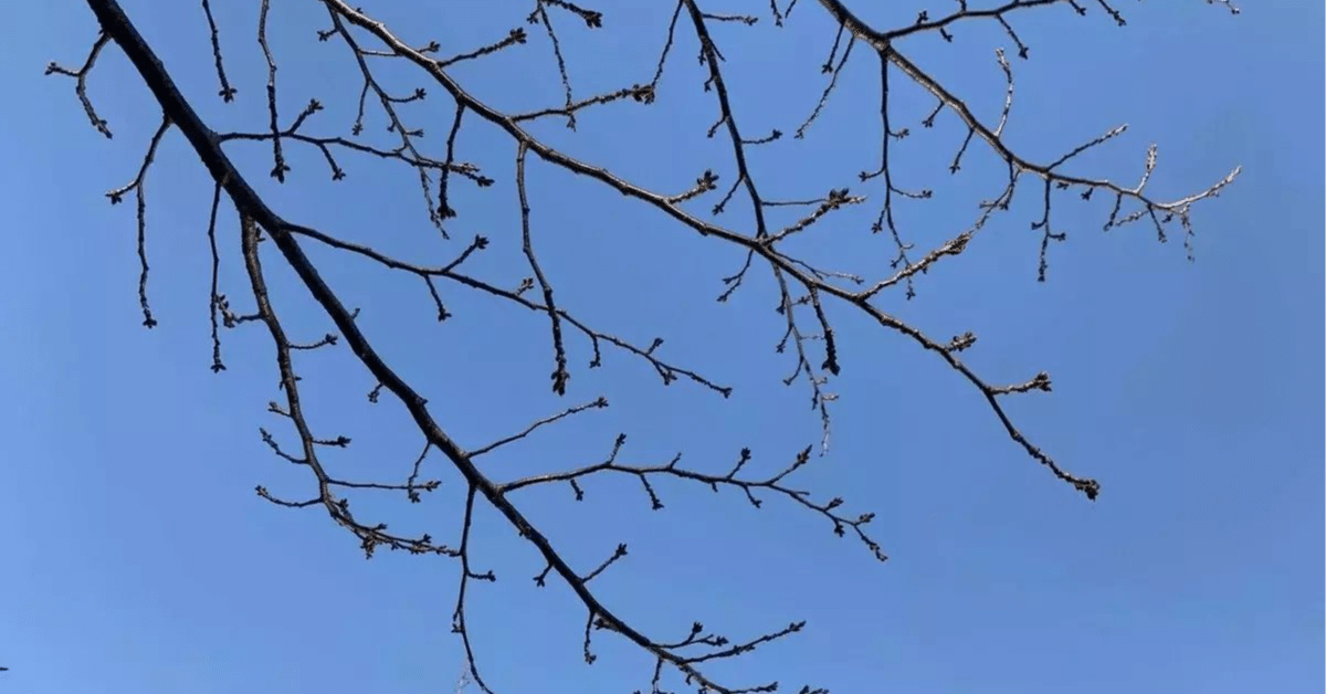 ✨夜景も綺麗に✨Nikon D5300✨シングルレンズ✨高画質✨ 📸