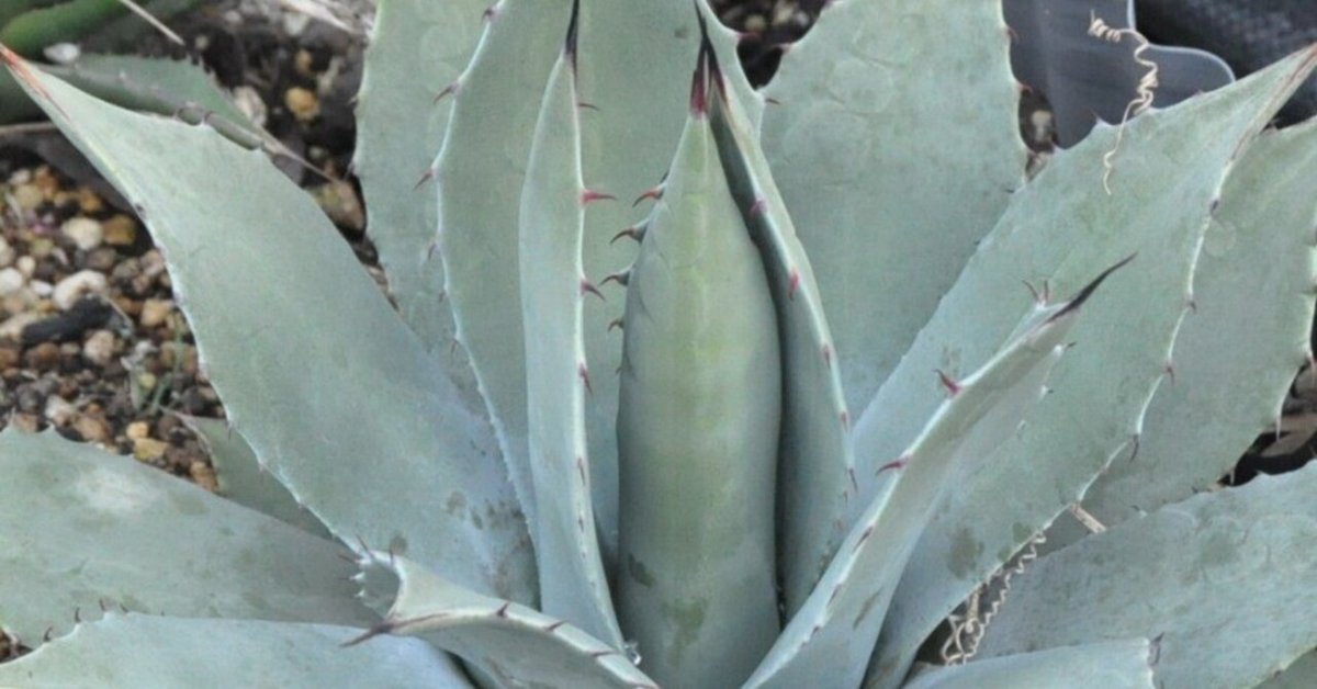 アガベ アプラナータ 青メリコ 大株 画像更新 アガベ 詳細案内 3