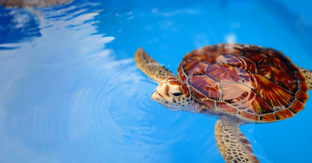 小笠原海洋センター】ウミガメ教室参加レポート｜株式会社