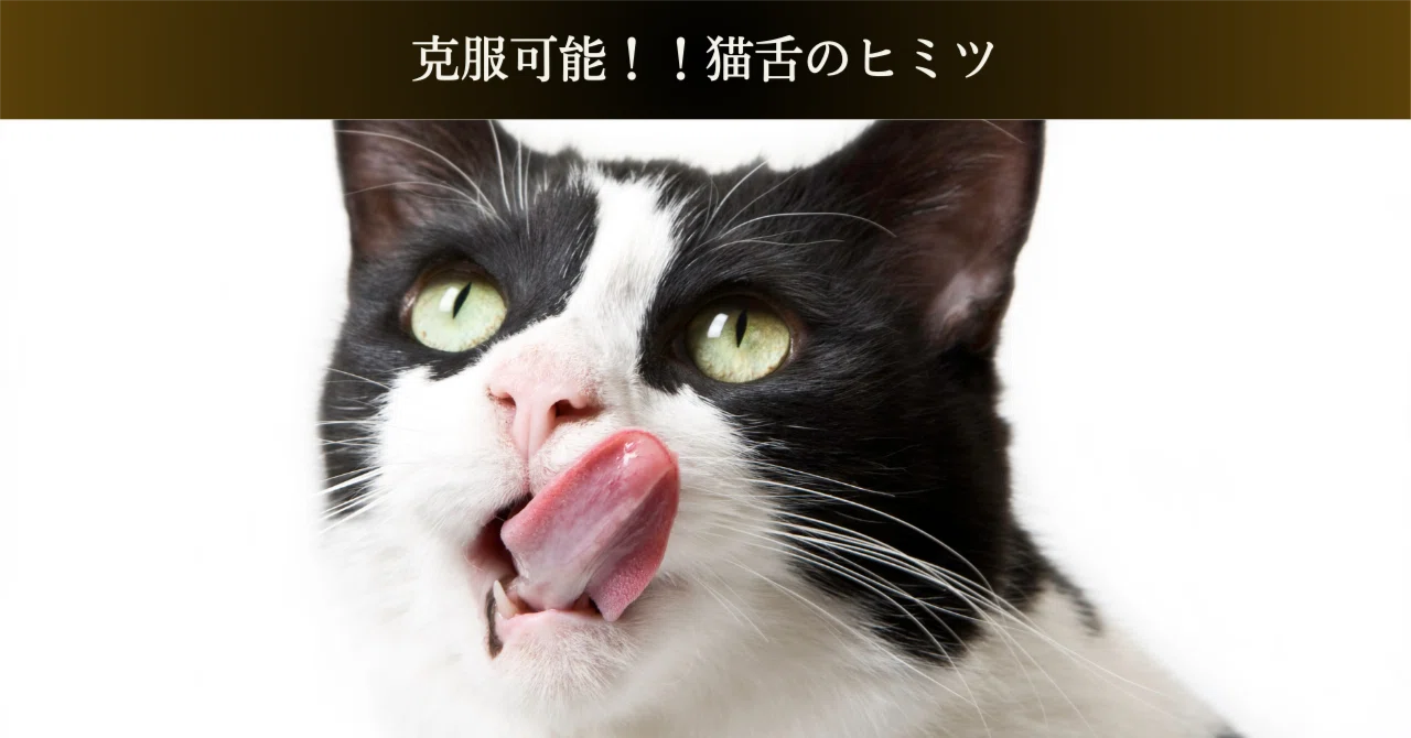 克服可能!!猫舌のヒミツ|整体・リラクゼーション業様向けブログ用記事販売