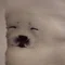 引きよせゆるぼさつ　Elliott