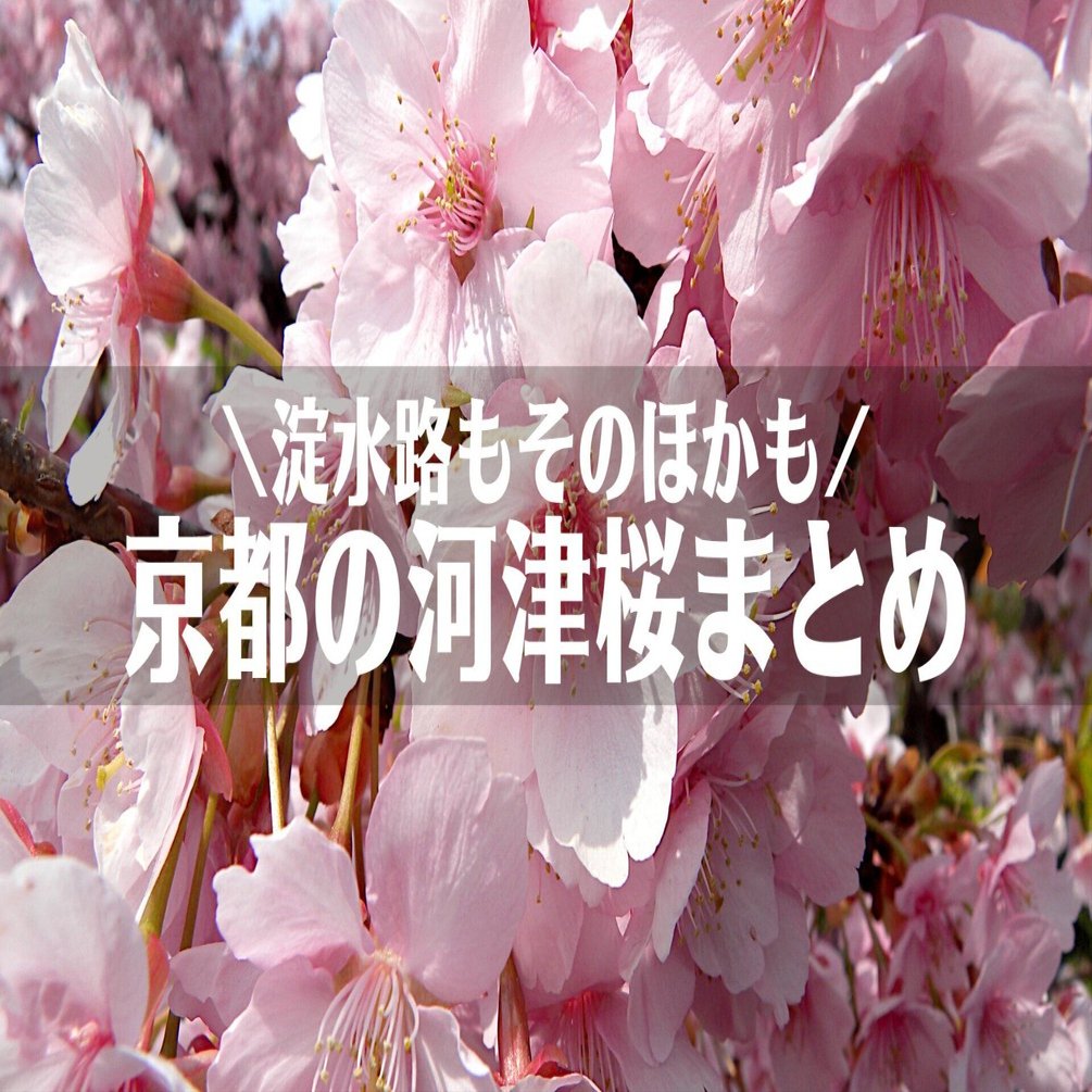 京都の河津桜で早春お花見2025！淀水路とほかにもスポットをまとめて