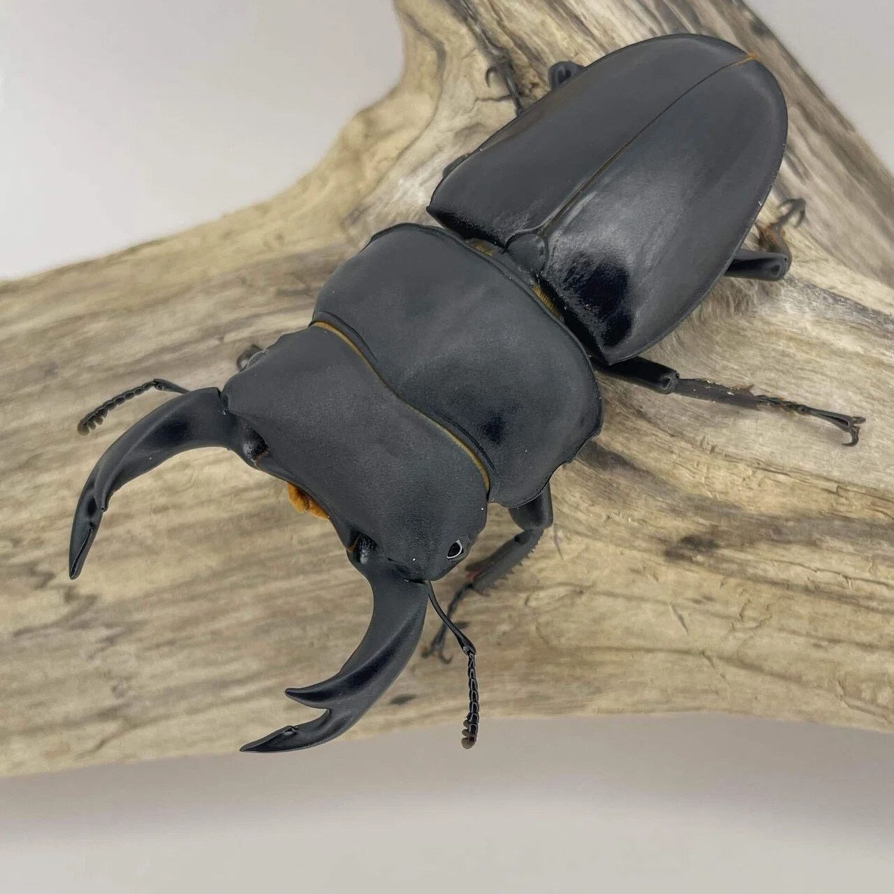 離島ヒラタ2種とホペイ 初めましてのご挨拶①現在の飼育種紹介｜Yezo_Dorcus