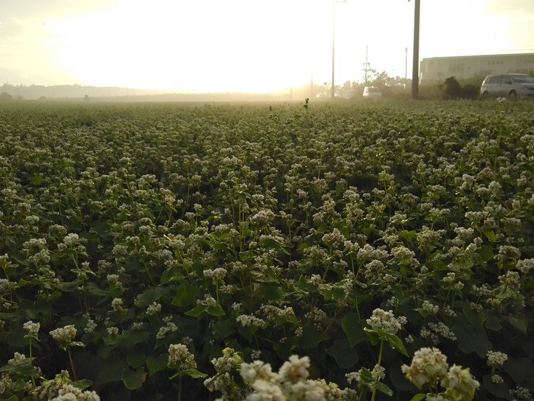 昨日の朝。
前夜から湿度が90パーセントあり、濃いめの靄が大発生！
ほぼ、雲の中のような世界。

ロケ地は、盛加のジャバニーズトラディショナル蕎麦の花が咲く畑で。