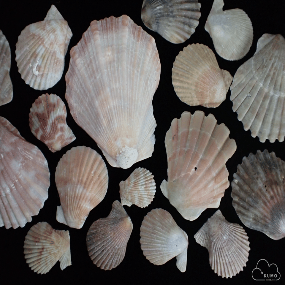 1/11 貝殻沢山ビーチコーミング@林崎松江海岸｜くもさん