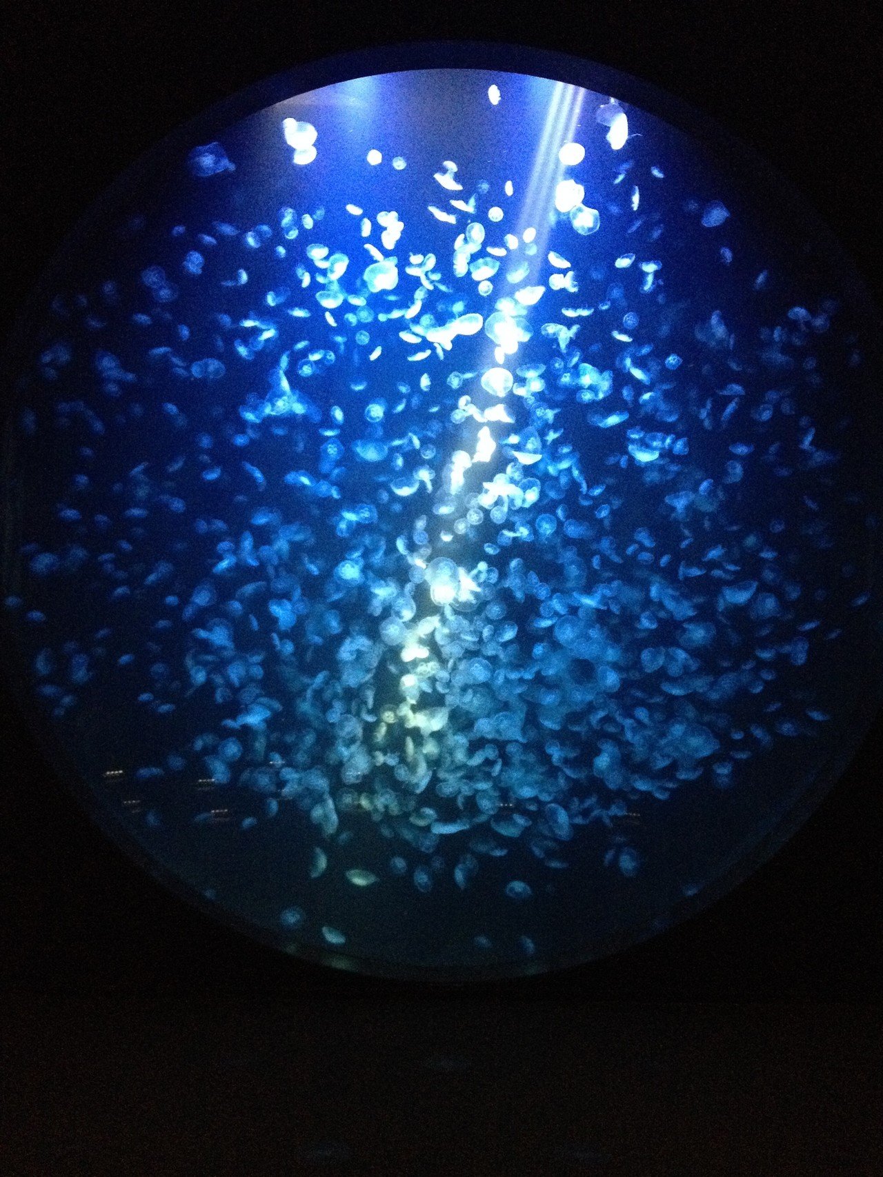 水族館で撮った日本一大きな水槽のクラゲです 翔ちゃん Note 水族館で撮った日本一大きな水槽のクラゲです 翔ちゃん Note