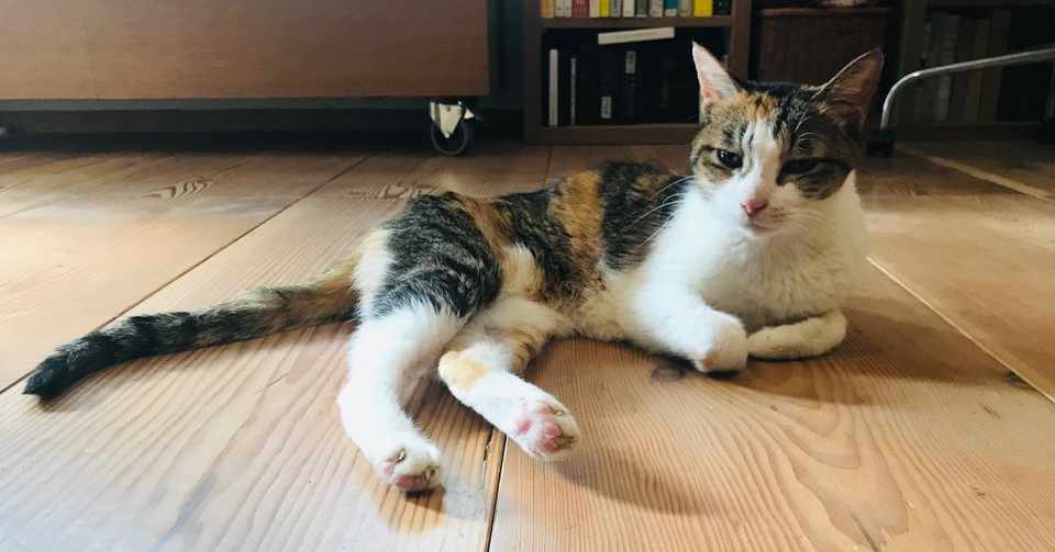 抗がん剤投与でストレスを与えて 引きこもってしまった猫 Yumiko