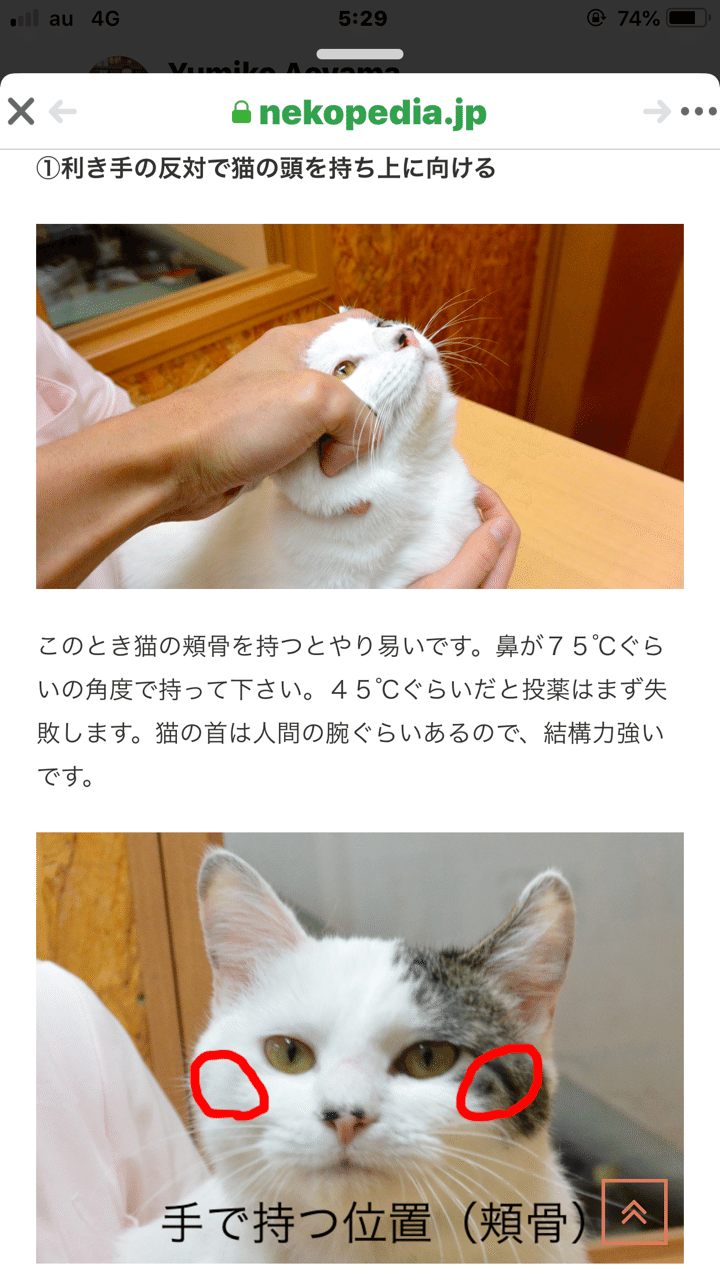 抗がん剤投与でストレスを与えて 引きこもってしまった猫 Yumiko Aoyama Note