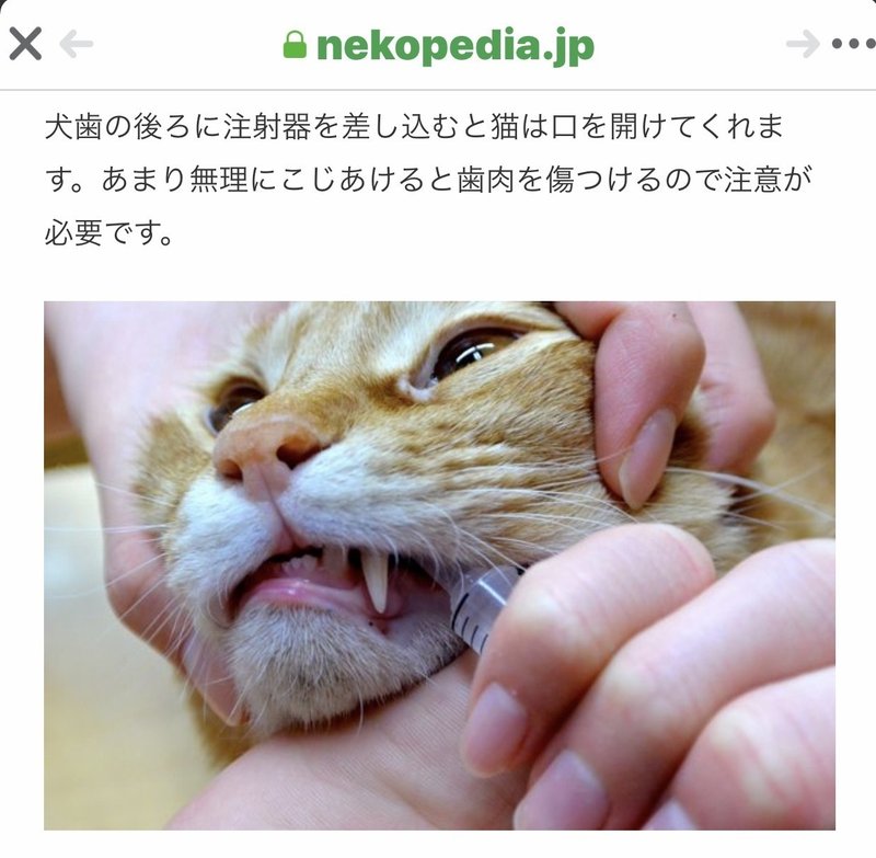 抗がん剤投与でストレスを与えて 引きこもってしまった猫 Yumiko Aoyama Note