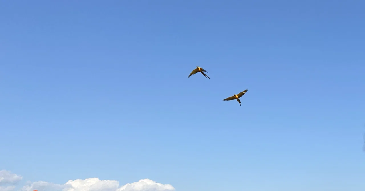 #144. Vocabulary related to paradise and the sky *h₂éḱmō [heaven/आसमान ...