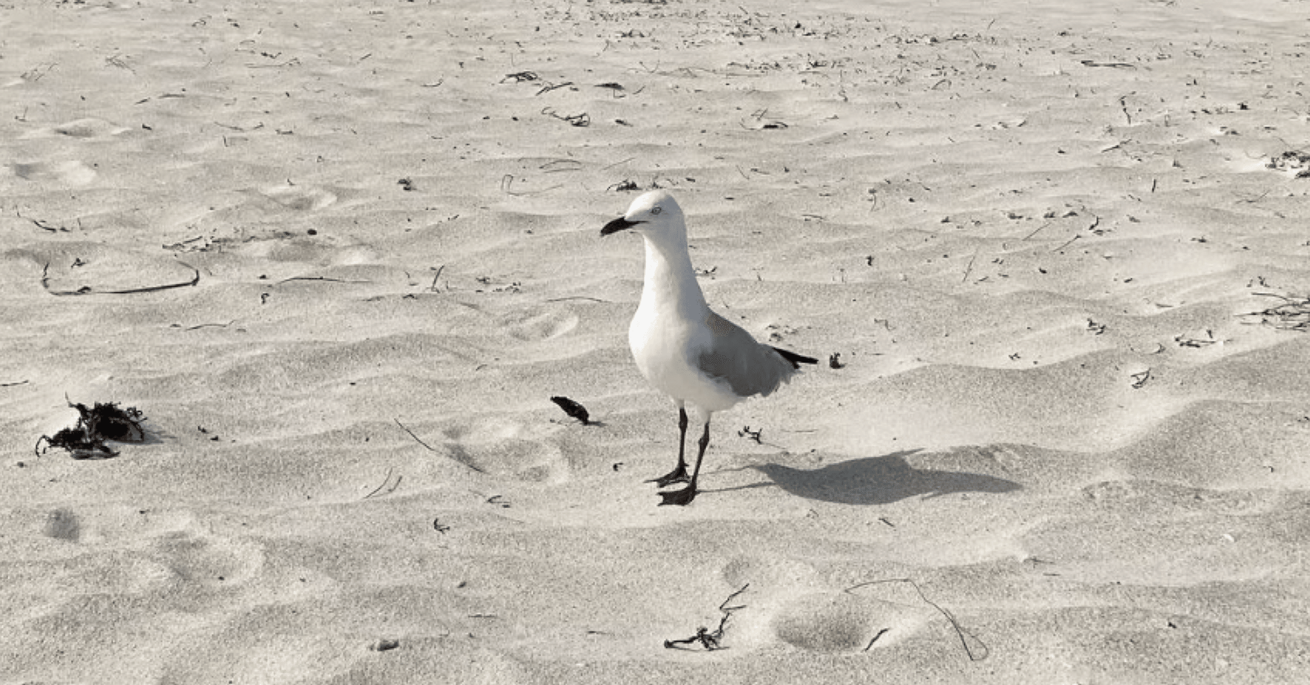 ダウンは水鳥の胸毛と聞いて頭に思い浮かぶ絵の話｜Lisa