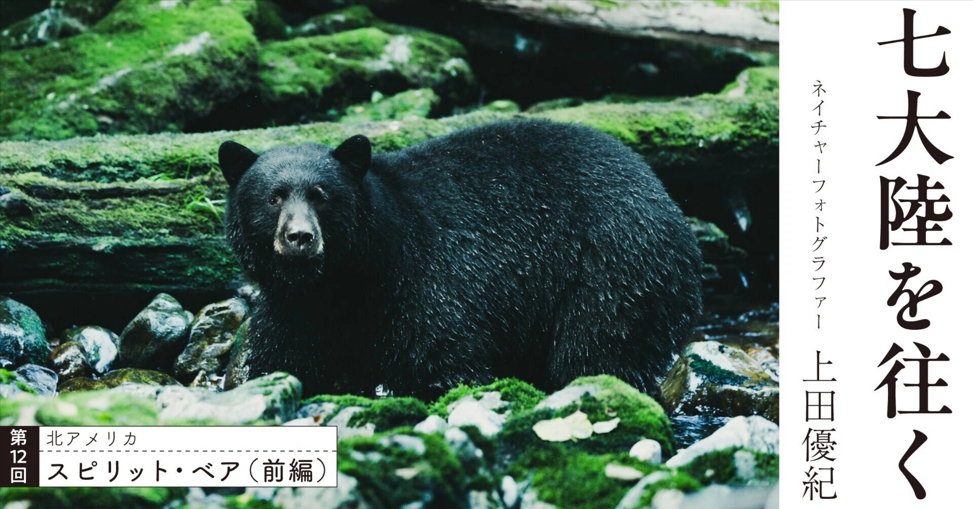 第12回】精霊と呼ばれる白いクマを求めて｜スピリット・ベア（前編